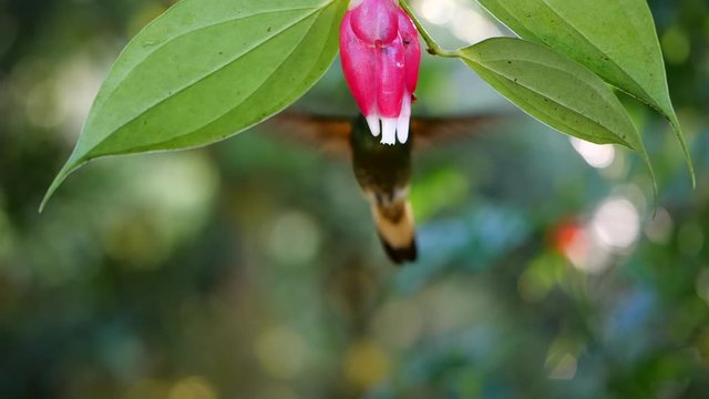 Buff-tailed coronet (Boissonneaua flavescens) feeding from a Cavendishia flower in slow motion. Humid montane rainforest on the western slopes of the Andes near Mindo, Ecuador 