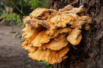 Chicken of the woods mushroom (Laetiporus sulphureus) growing on a tree trunk