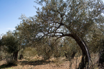 Grove of olive trees on the soil, View of olive trees and cloudy blue sky