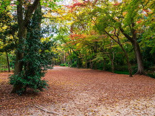 秋の京都　下鴨神社　糺の森