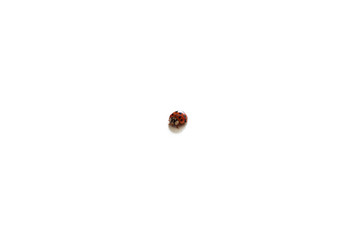 Coccinella
