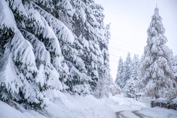 Winter landscape in the town of Neustift in the Stubai Valley in Austria. Snow covered trees after heavy snow