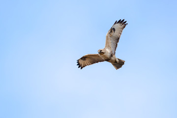Eastern Buzzard in flight