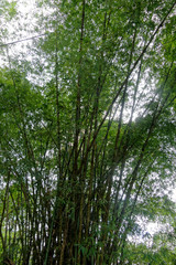 Sous les bambous en Guyane française