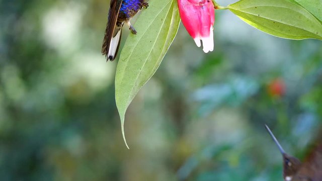 Brown Inca  (Coeligena wilsoni) hummingbird Drinking nectar from a Cavendishia flower, family Ericaceae, in humid montane rainforest on the western slopes of the Andes near Mindo, Ecuador