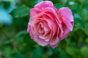 Delicate roses flower in the garden close up