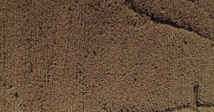 Aerial flight ascending from a milo field ready to be harvested