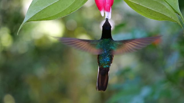Hummingbird slow-motion: Velvet-purple Coronet (Boissonneaua jardini), feeding from a Cavendishia flower, near Mindo on the western slopes of the Andes, Ecuador.