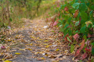 Autumn wild forest. Well-trodden path, fallen yellow leaves and yellowed grass