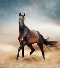 akhal-teke horse running in desert - 306037702