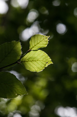 Leaves of  beech (Fagus sylvatica) with backligt