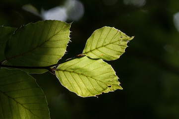 Leaves of  beech (Fagus sylvatica) with backligt