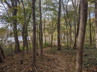 Forest path