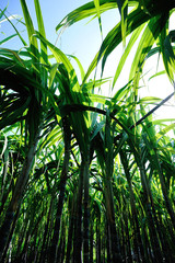 Obraz premium Sugarcane plants growing at field