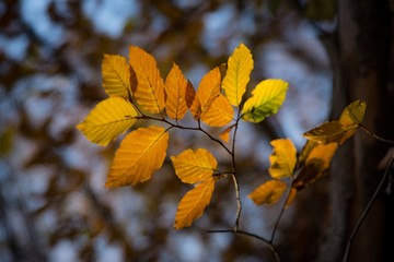 Autumn leaves with changing colors