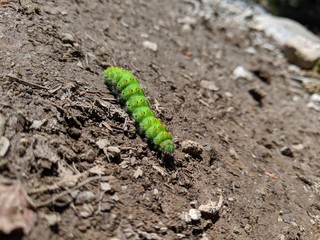 Small emperor moth caterpillar, Saturnia Pavonia, crawling on dirt