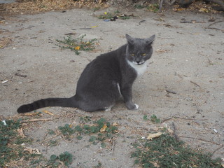 Turkey、トルコ旅行、トルコ、呂公、世界遺産、遺跡、カッパドキア、海、猫、船、気球