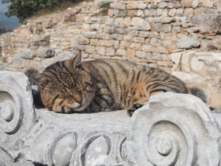 Turkey、トルコ旅行、トルコ、呂公、世界遺産、遺跡、猫、ねこ、cat,　眠り猫、眠っている猫、眠っている、遺跡と猫