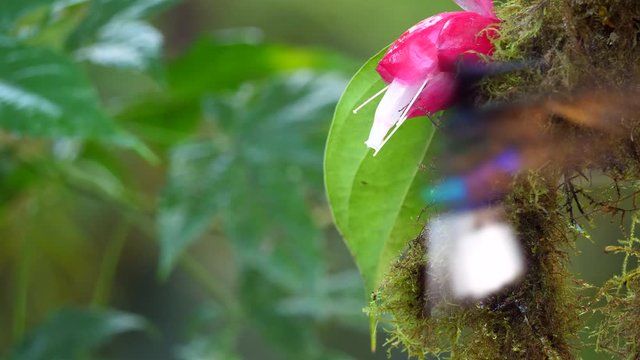 Brown Inca  (Coeligena wilsoni) hummingbird Drinking nectar from a Cavendishia flower, family Ericaceae, in humid montane rainforest on the western slopes of the Andes near Mindo, Ecuador