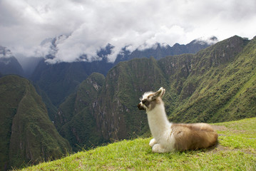 Fototapeta premium Llama at Machu Picchu high in the Andes Mountain
