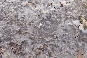 Ice With Leaves