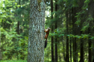 A small red squirrel with a fluffy tail climbs up a tree in a green park.