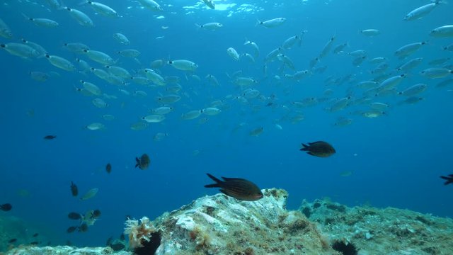 Fish shoal (saddled seabream and damselfish) underwater in the Mediterranean sea, static scene, Cap de Creus, Costa Brava, Catalonia, Spain