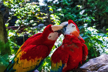Aves