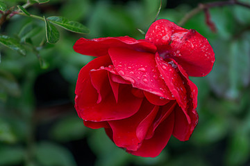 Close up picture of a red rose with the morning dew drops.