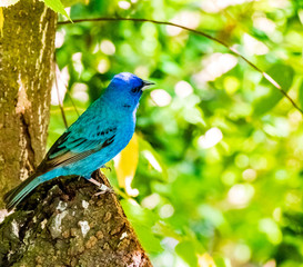 Aves