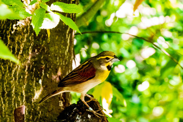 Aves
