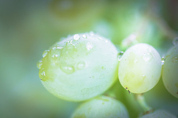 Bunch of grapes on vine insunshine. winegrowers grapes on vine. green wine. Harvest concept. Ingredients for production of wine. Home winemaking. Agribusiness. fresh fruits, Macro