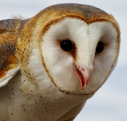 closeup awesome barn owl face
