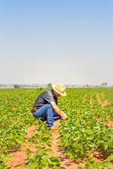 Agronomist inspects soybean crop in agricultural field - Agro concept - farmer in soybean...