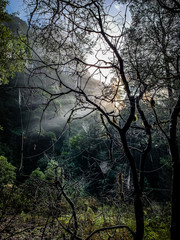 eerie trees in fog With Spider Webs in Tarkine region Tasmania 