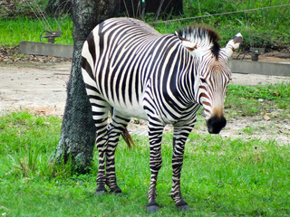 Fototapeta na wymiar vibrant zebra stripes