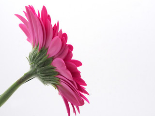 gerbera flower with white background