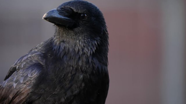 Left Crows