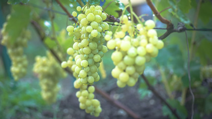 Bunch of grapes on vine insunshine. winegrowers grapes on vine. green wine. Harvest concept. Ingredients for production of wine. Home winemaking. Agribusiness. fresh fruits, Macro