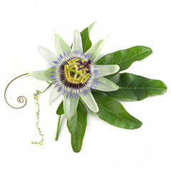 Blue passion flower  (Passiflora caerulea) on a white background