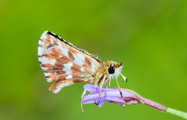 butterfly with water drops at sunrise in Extremadura