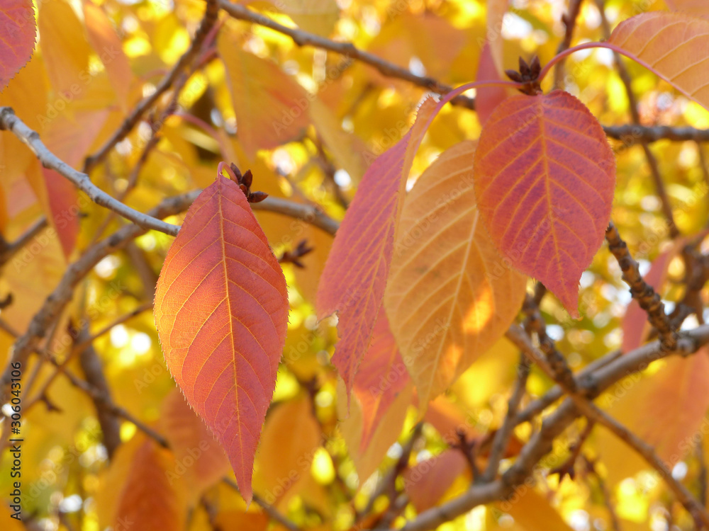 Sticker autumn leaves on sakura tree