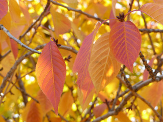 autumn leaves on sakura tree