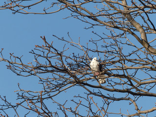 bird on a branch