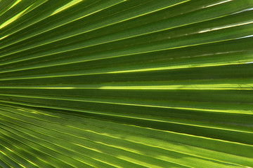 Obraz premium Natural green background. Palm tree green leaf texture background. Horizontal, close-up, cropped shot. Concept of nature and design.