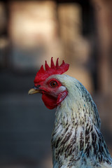 Closeup of a rooster in the chicken coop in a farmyard