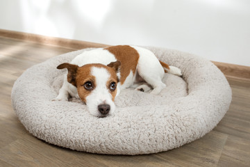 Fototapeta na wymiar dog in a pet bed. Jack Russell Terrier at home on a soft mattress