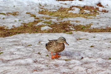 duck on snow
