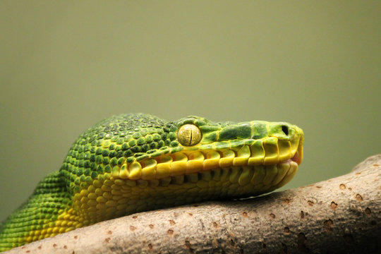 snake closeup 