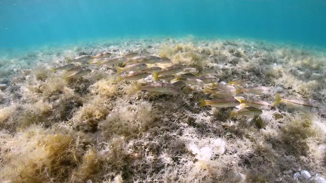 Group of striped red mullet fish underwater in the Mediterranean sea, Spain, Costa Brava, Cadaques, Catalonia, Cap de Creus